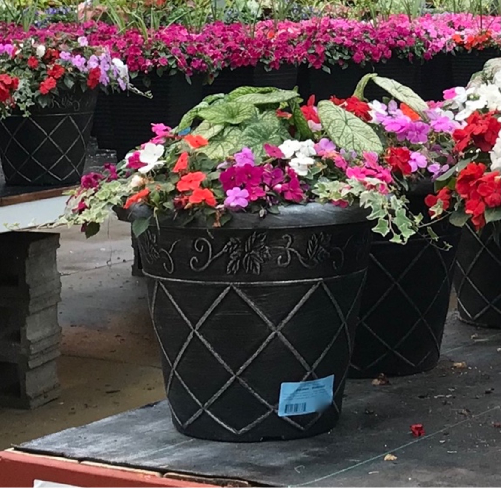 Caladium and impatiens